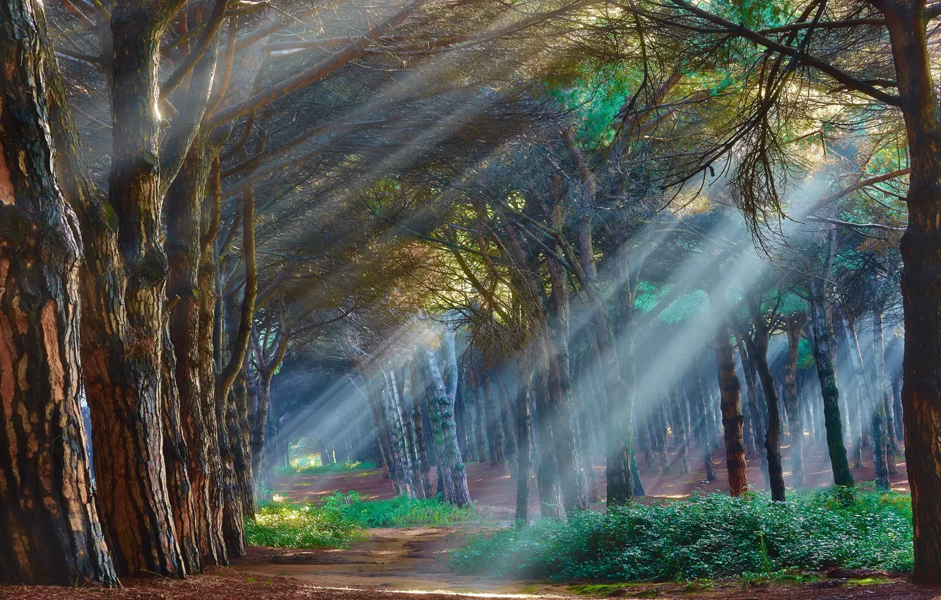 Photo wallpaper forest, rays, trees, fog, Wallpaper from lolita777