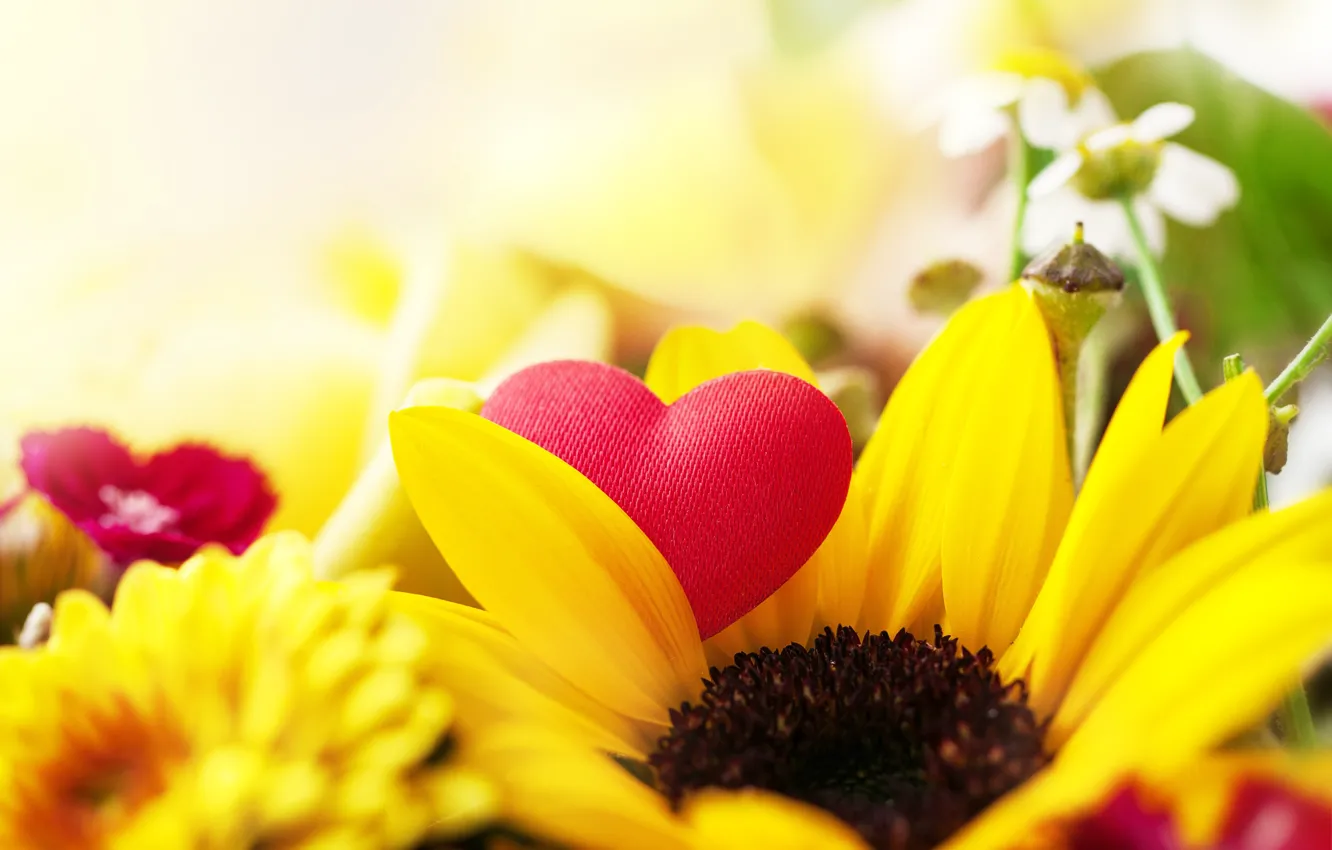 Photo wallpaper sunflowers, petals, hearts