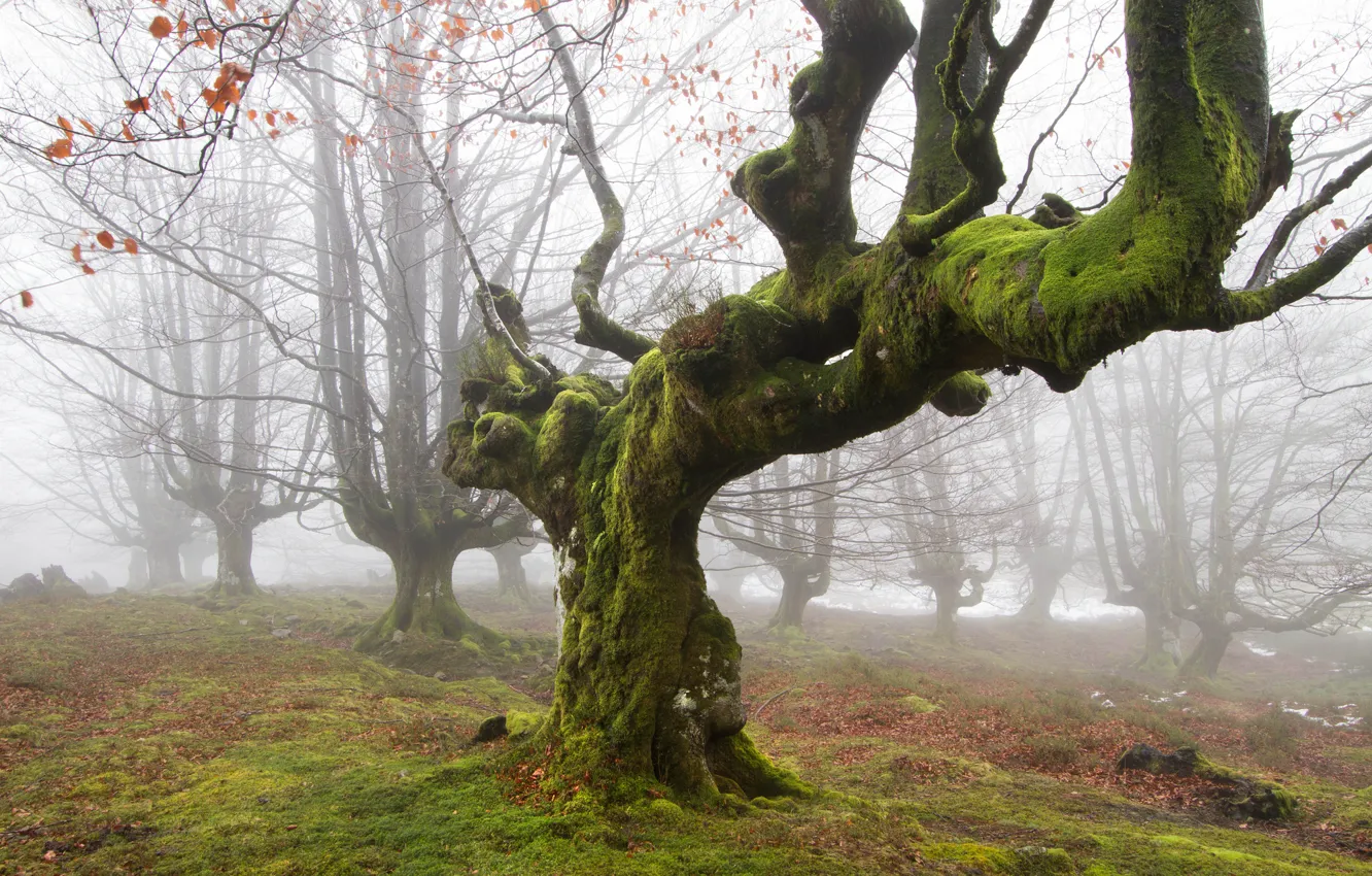 Photo wallpaper nature, tree, moss, morning, forest, British