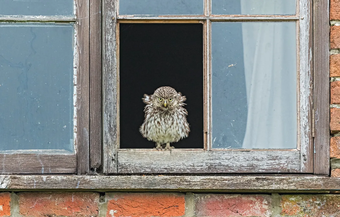 Photo wallpaper house, bird, window