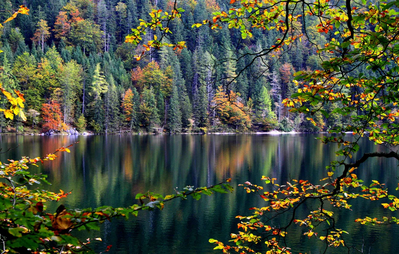 Photo wallpaper autumn, forest, leaves, trees, branches, river, slope