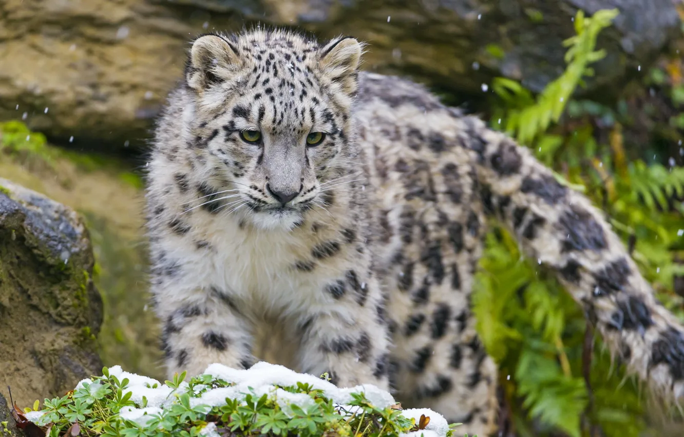 Photo wallpaper predator, muzzle, IRBIS, snow leopard, kitty
