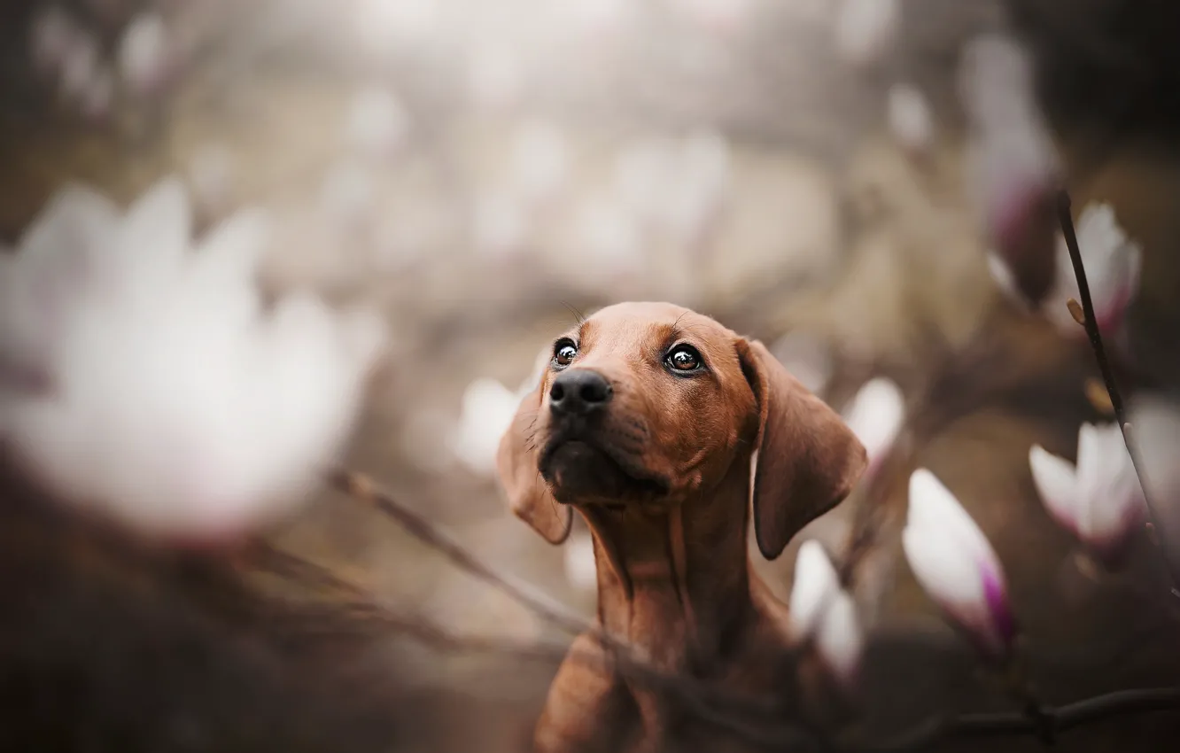 Photo wallpaper dog, Dachshund, face, bokeh, doggie, Magnolia