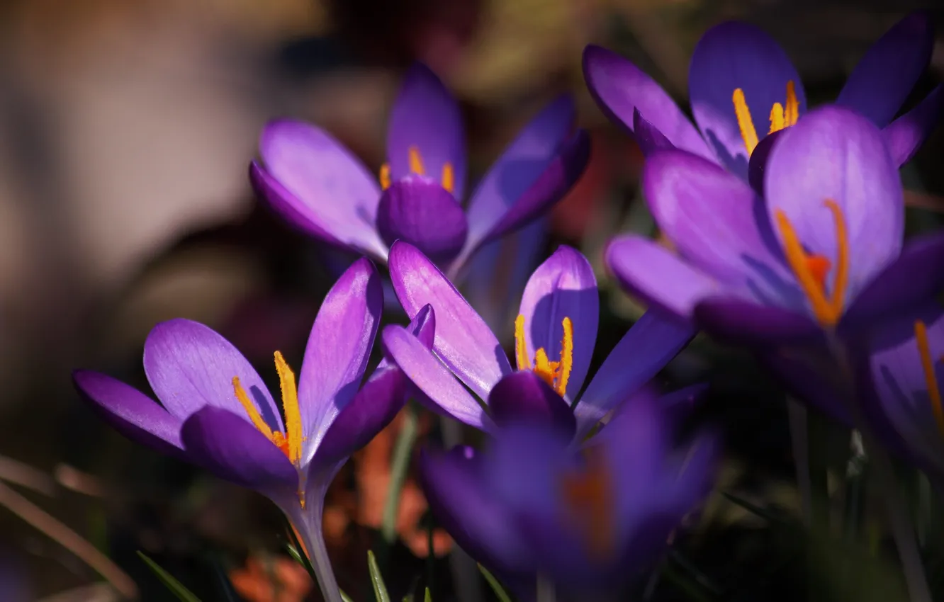 Photo wallpaper purple, light, flowers, shadow, blur, spring, petals, crocuses