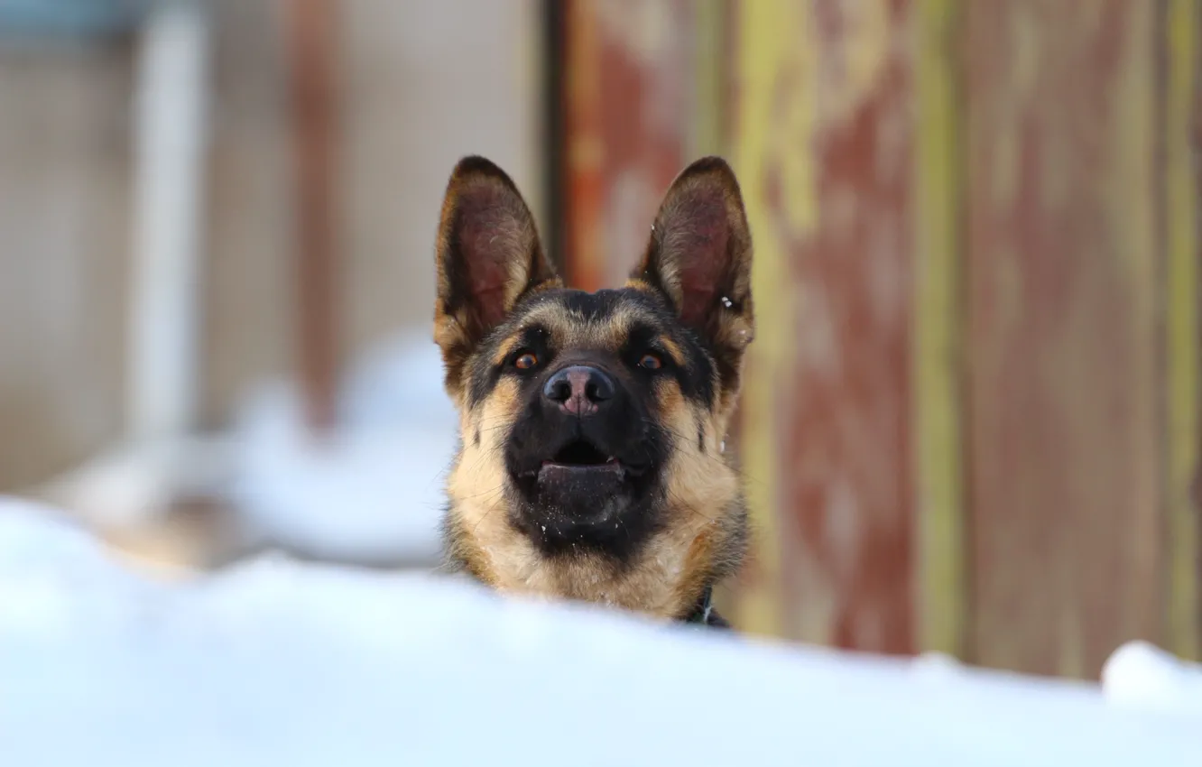 Photo wallpaper look, Peeps, shepherd, guard, East European shepherd