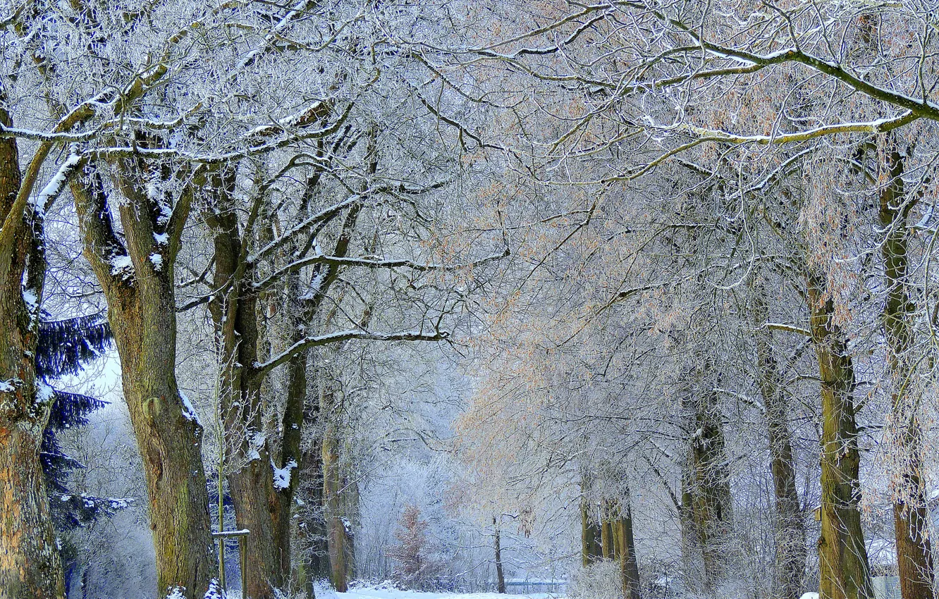 Photo wallpaper winter, frost, snow, trees, alley