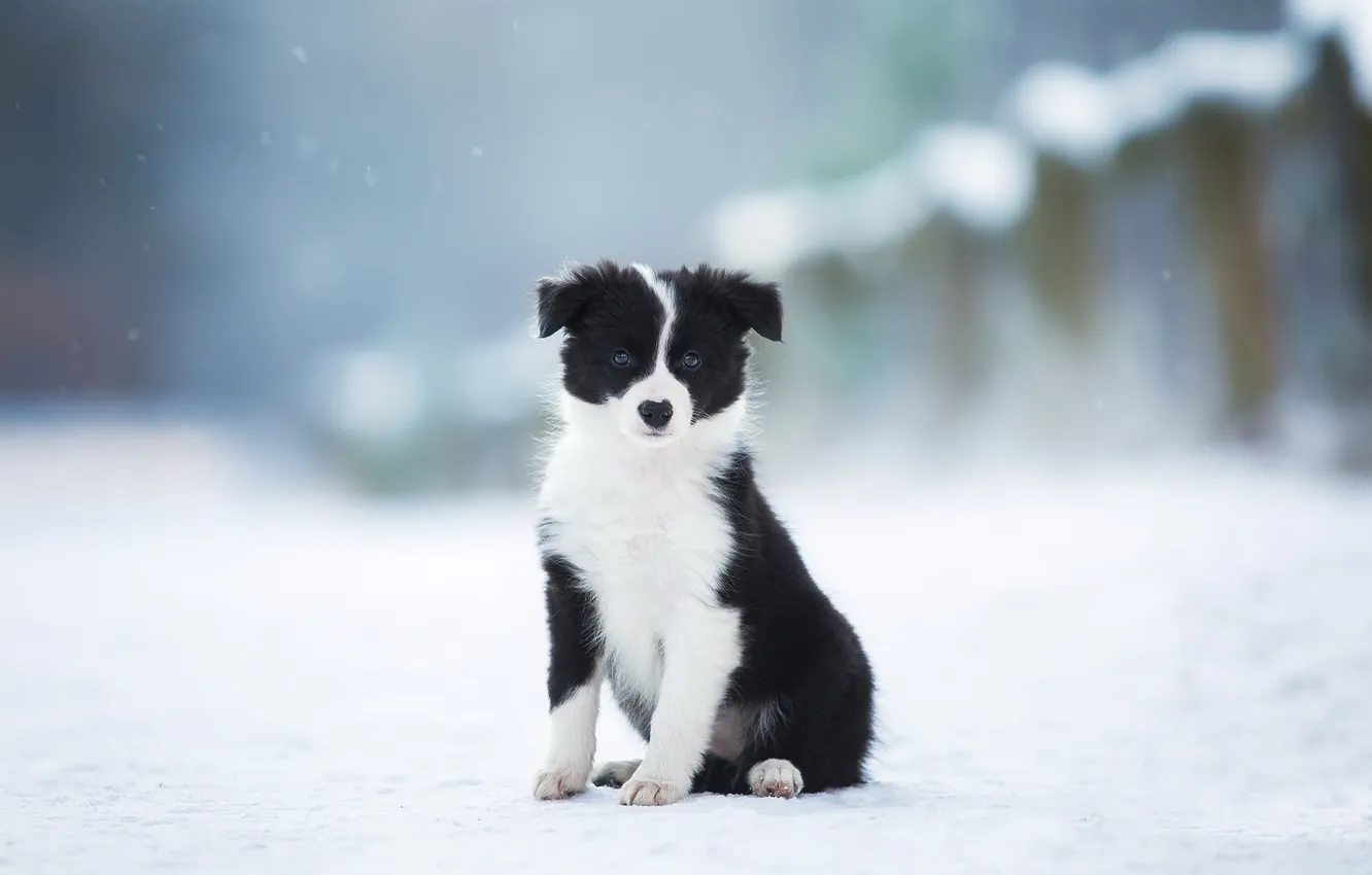 Photo wallpaper winter, look, snow, each, dog