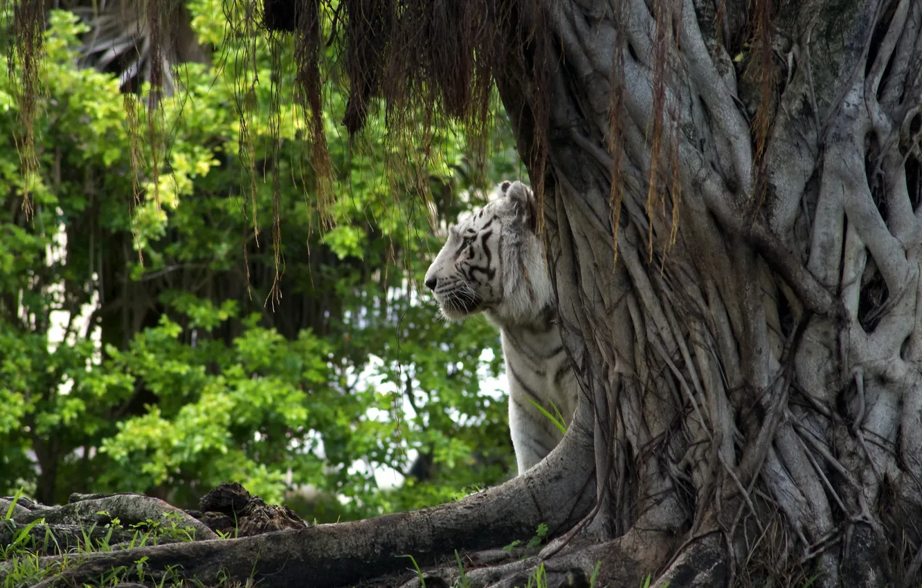Photo wallpaper trees, nature, tiger