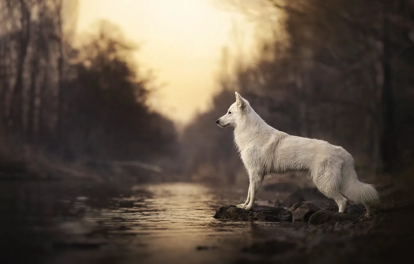 Photo wallpaper river, dog, bokeh, The white Swiss shepherd dog