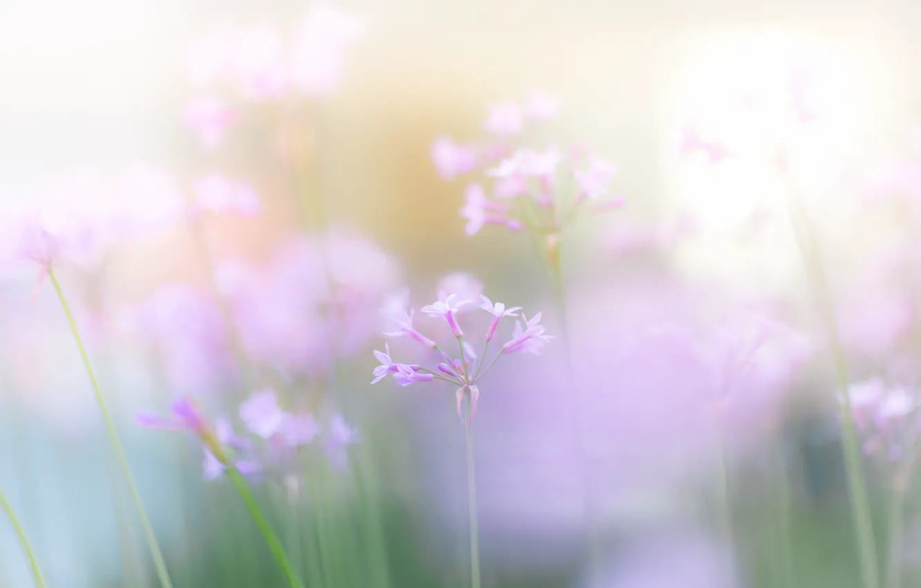 Photo wallpaper flowers, pink, spring, gently