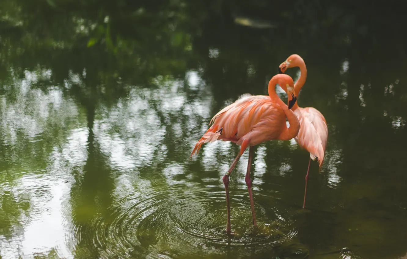 Photo wallpaper water, birds, Flamingo