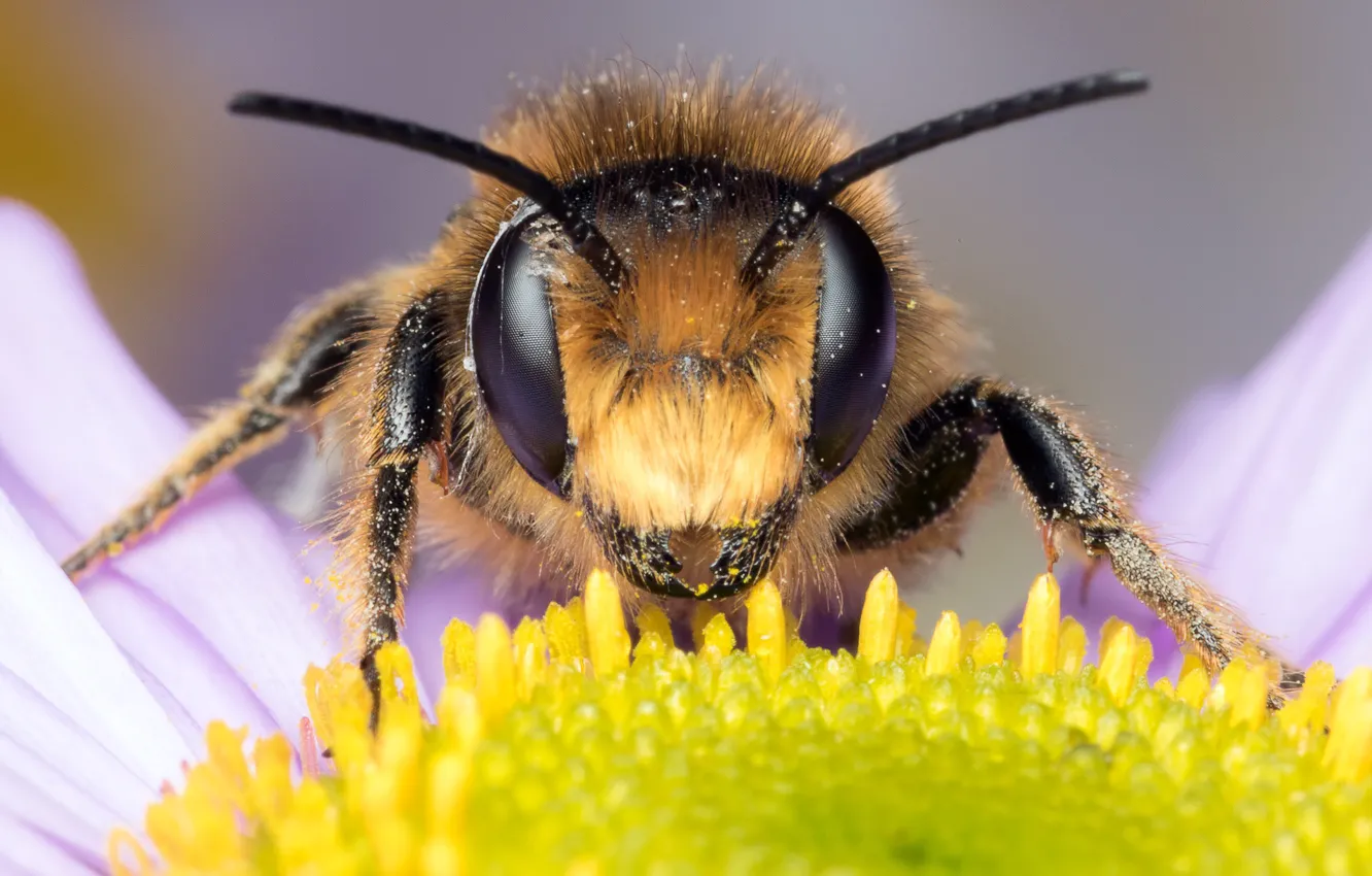 Photo wallpaper eyes, macro, flowers, bee, background, pollen, chamomile, petals