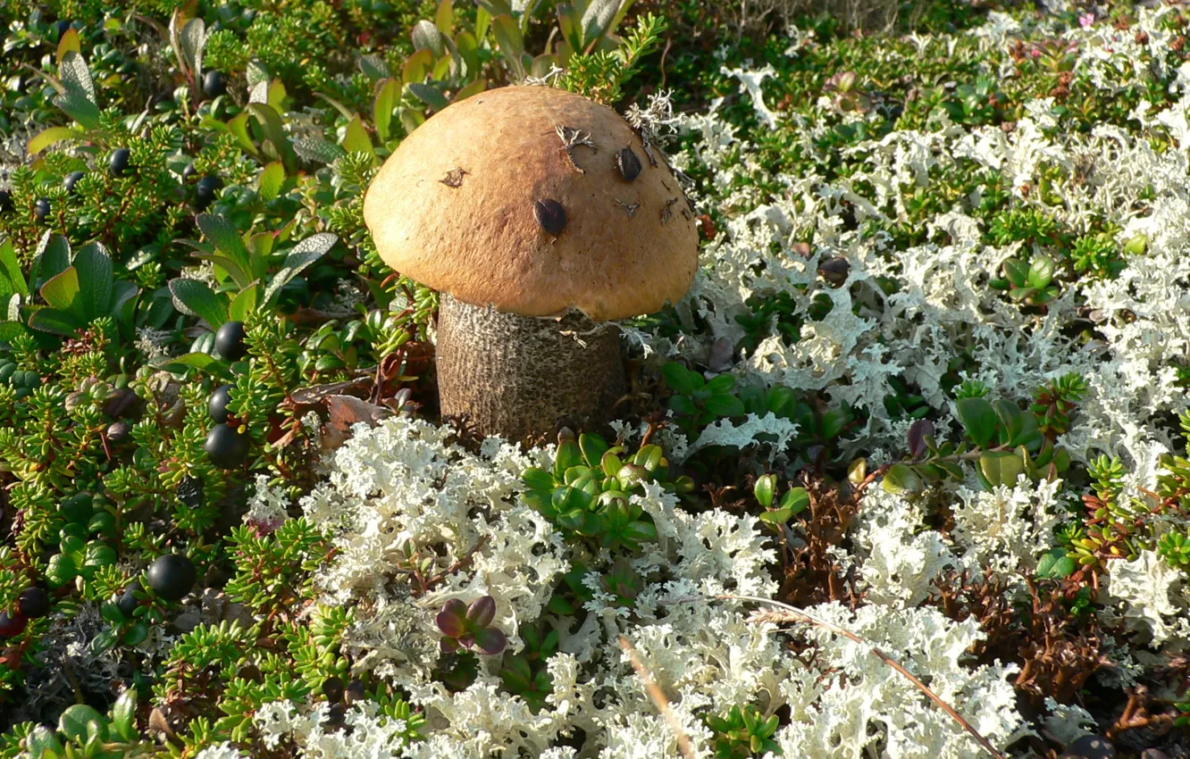 Photo wallpaper grass, mushrooms, blueberries, Kola, podosinoviki