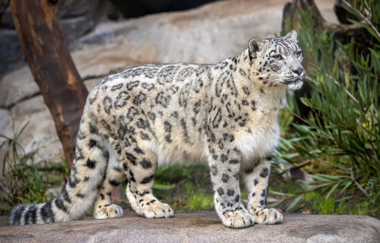 Photo wallpaper predator, IRBIS, snow leopard