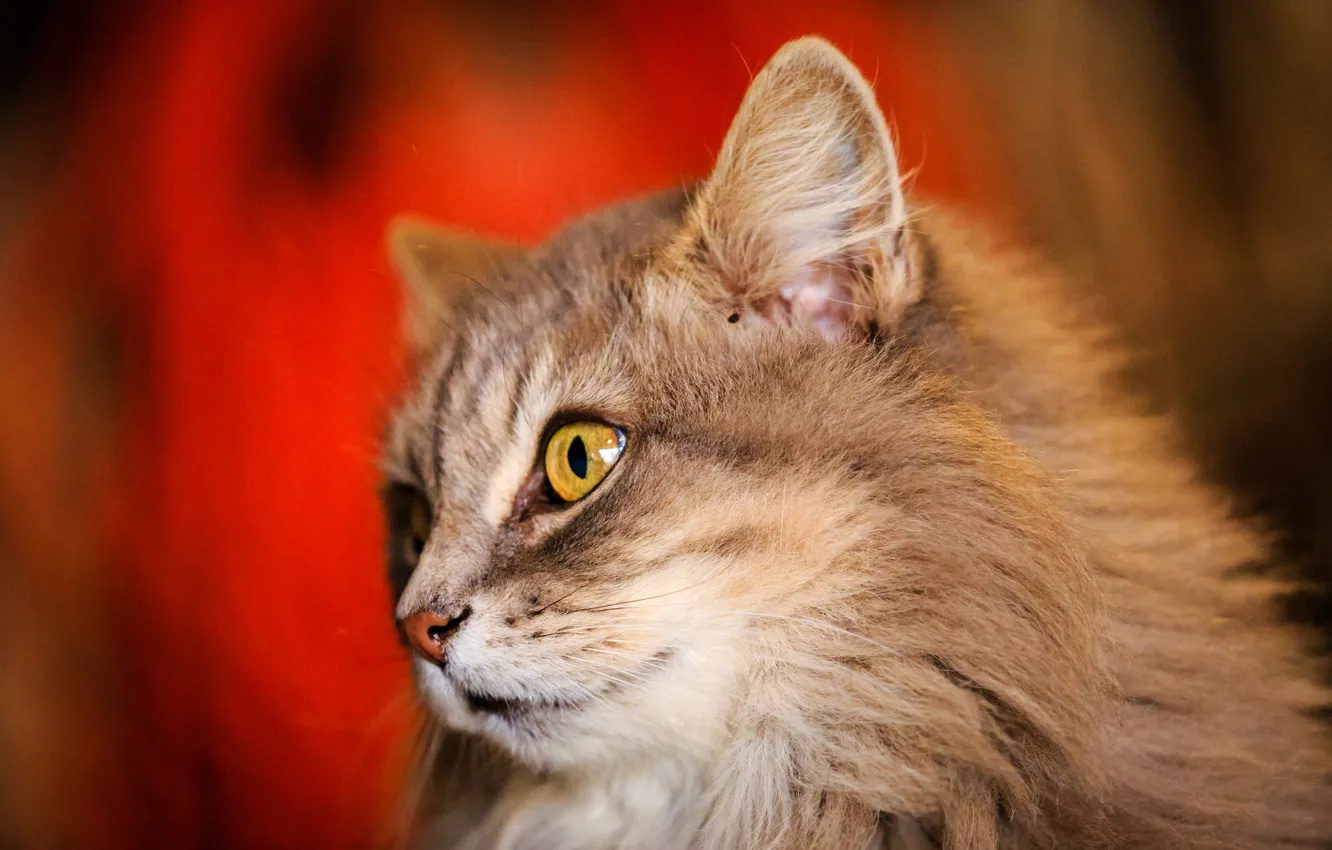 Photo wallpaper cat, cat, look, Koshak, fluffy