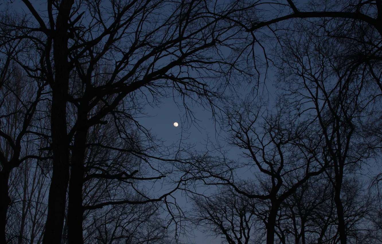 Photo wallpaper the sky, trees, branches, nature, the moon, spring, the evening, silhouette