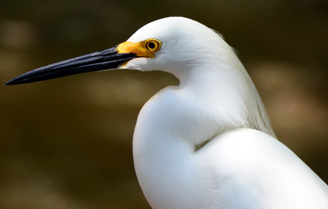Photo wallpaper white, background, bird, head, beak, Heron, porter, Wallpaper from lolita777