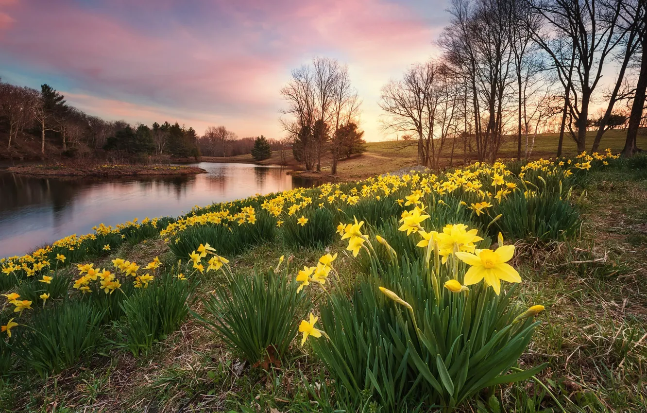 Photo wallpaper lake, Park, spring, daffodils