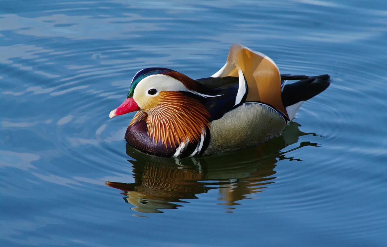 Photo wallpaper water, bird, paint, duck, feathers, tangerine
