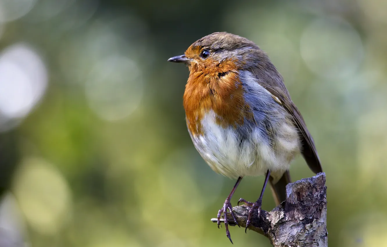 Photo wallpaper look, background, bird, bitches, bokeh, Robin