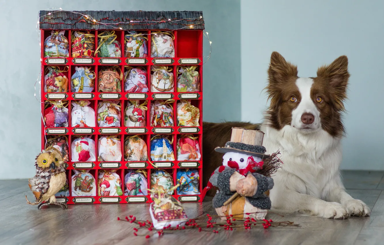 Photo wallpaper look, face, box, owl, toys, dog, Christmas, gifts