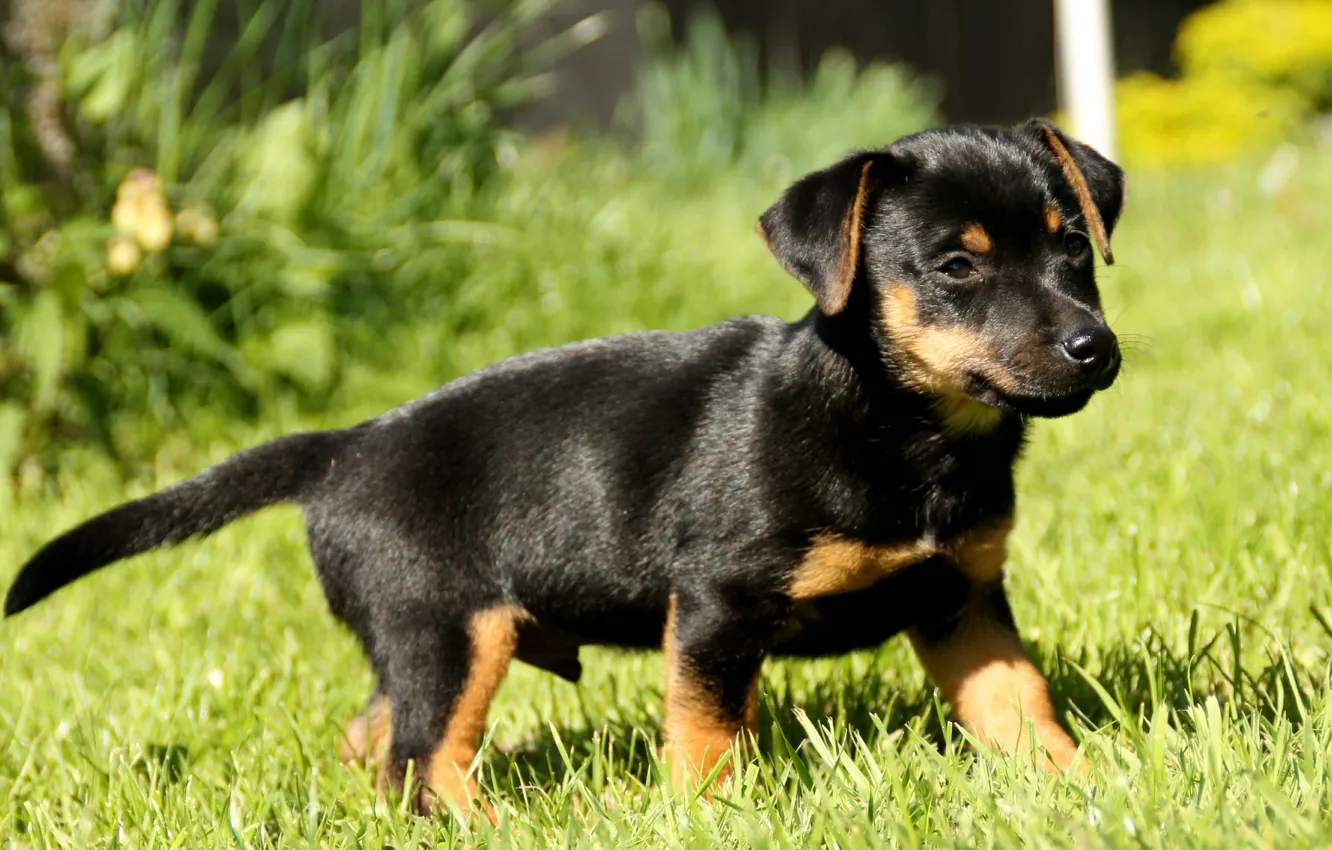 Photo wallpaper puppy, dog, puppy