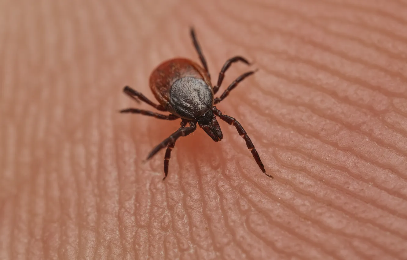 Photo wallpaper insect, skin, tick