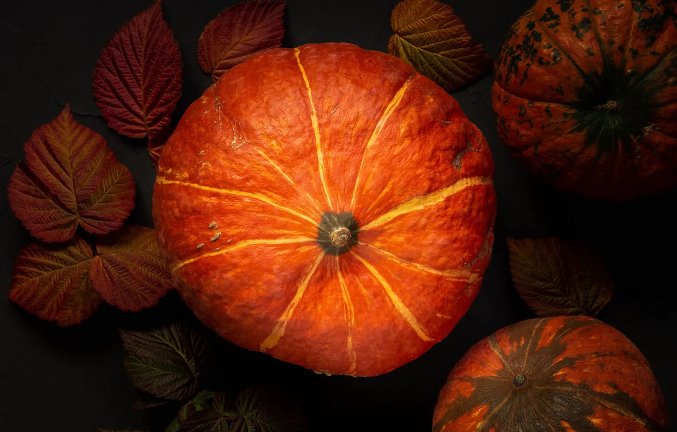 Photo wallpaper autumn, harvest, pumpkin, black background, autumn leaves, raspberry leaves