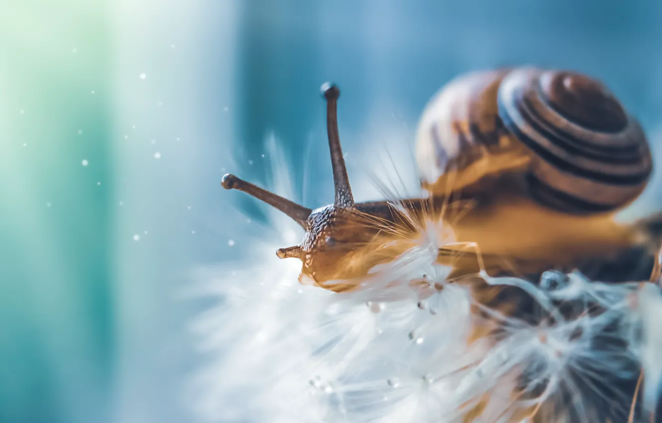 Photo wallpaper drops, Rosa, dandelion, snail, sink, fluff, horn