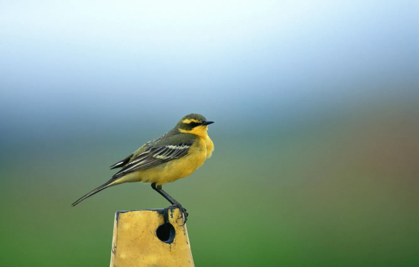 Photo wallpaper yellow, background, bird