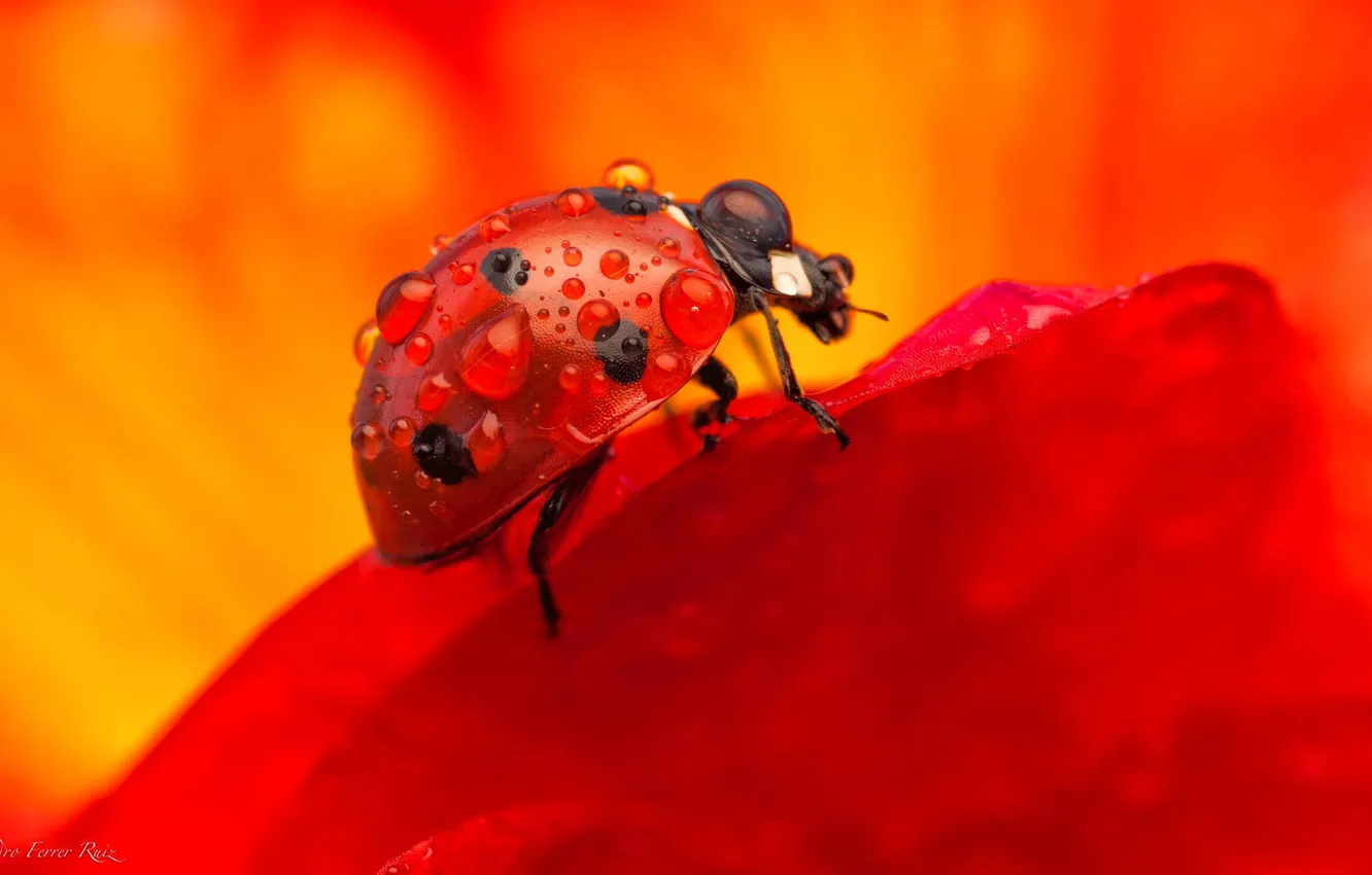 Photo wallpaper drops, macro, Rosa, ladybug, beetle, insect