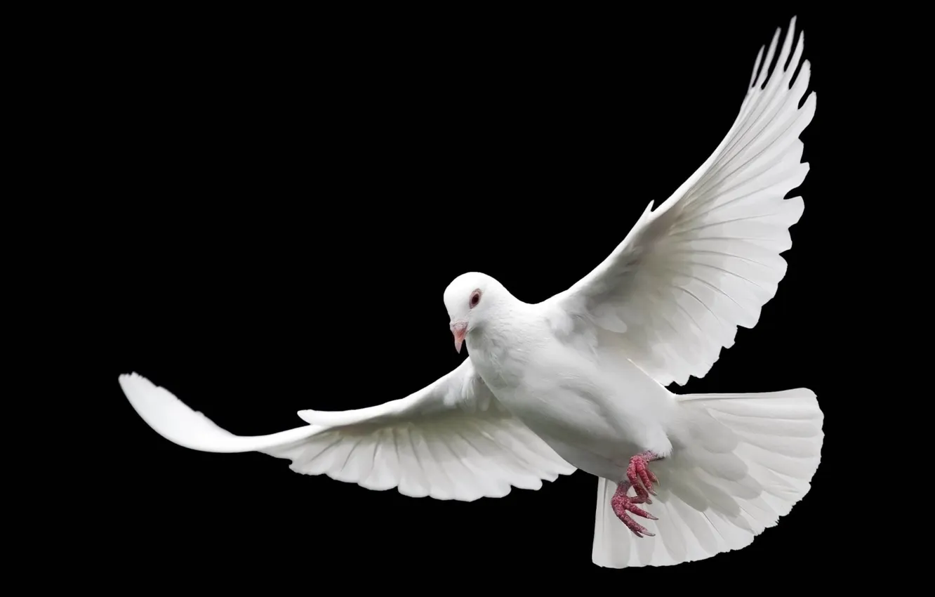 Photo wallpaper white, flight, wings, pigeons, black background