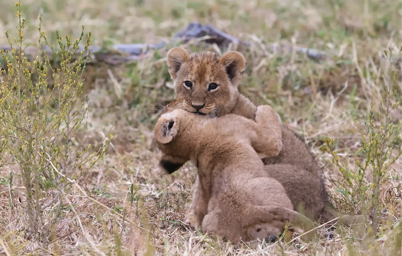Photo wallpaper cat, grass, the game, pair, cub, lion