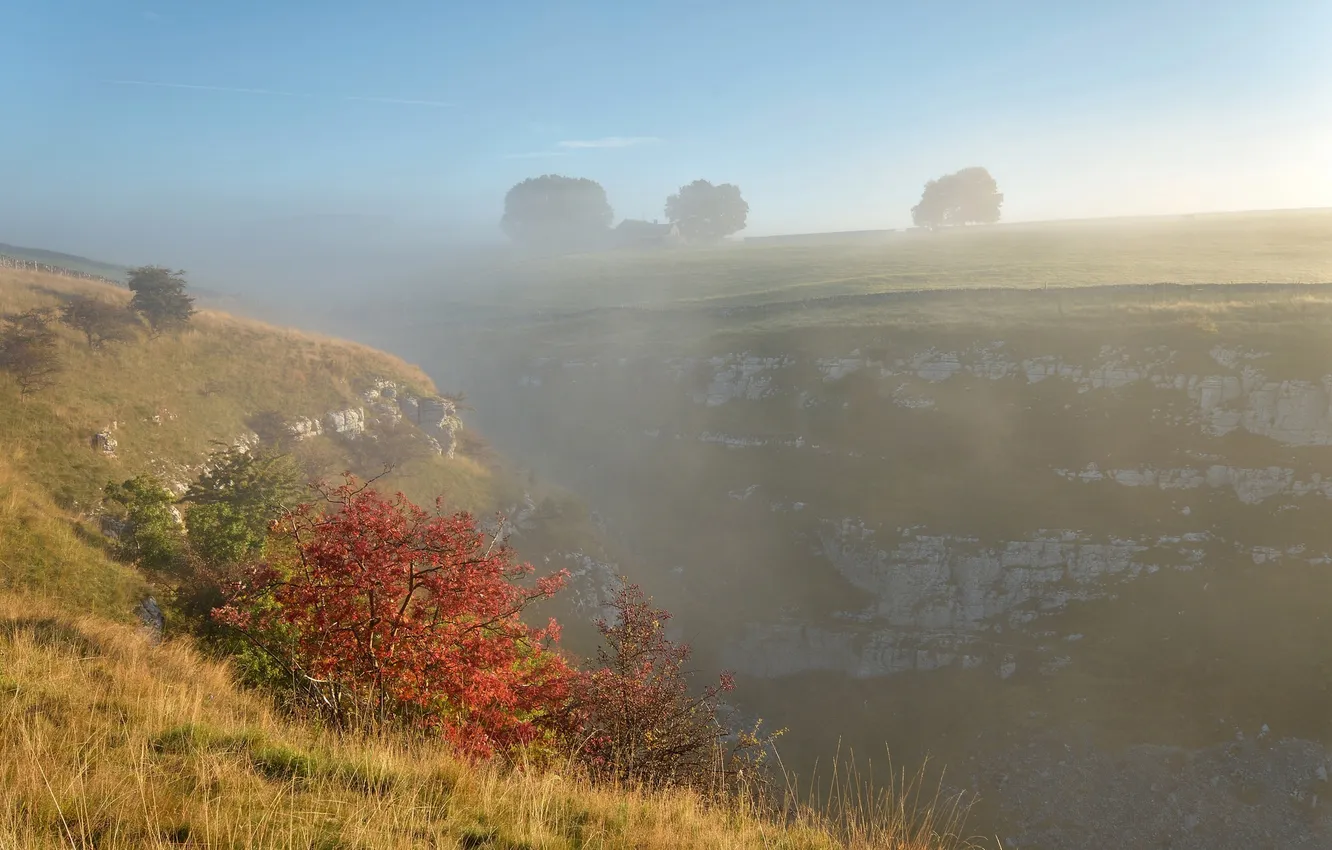 Photo wallpaper autumn, grass, landscape, fog, tree, the ravine