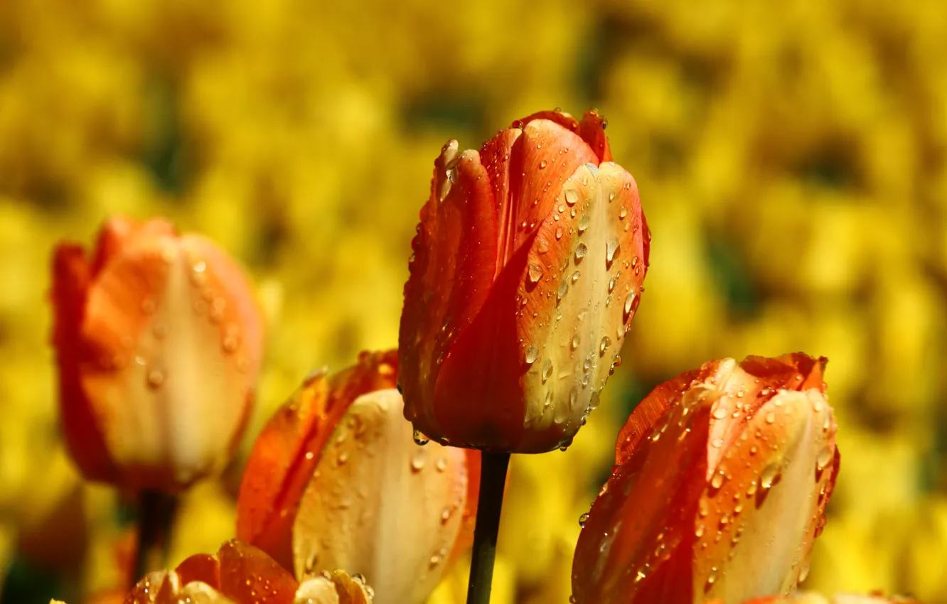Photo wallpaper field, drops, flowers, background, bright, yellow, garden, tulips