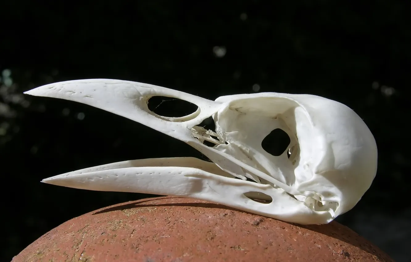 Photo wallpaper bird, skull, beak, bones