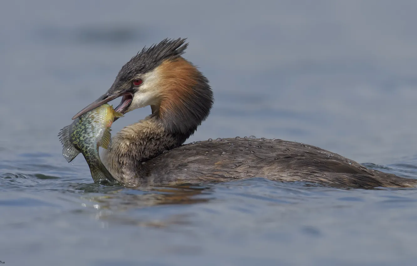 Photo wallpaper drops, nature, lake, bird, fish, water drops, DUELL ©