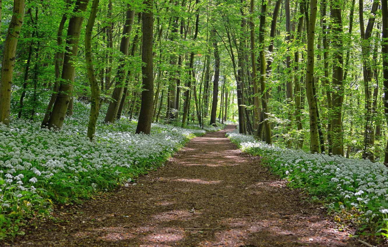 Photo wallpaper forest, trees, way