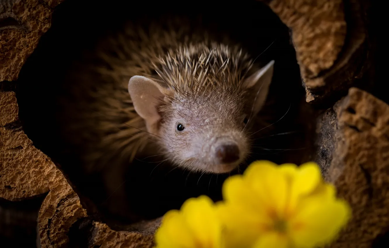 Photo wallpaper flowers, yellow, stump, muzzle, black background, hedgehog, Peeps, St.