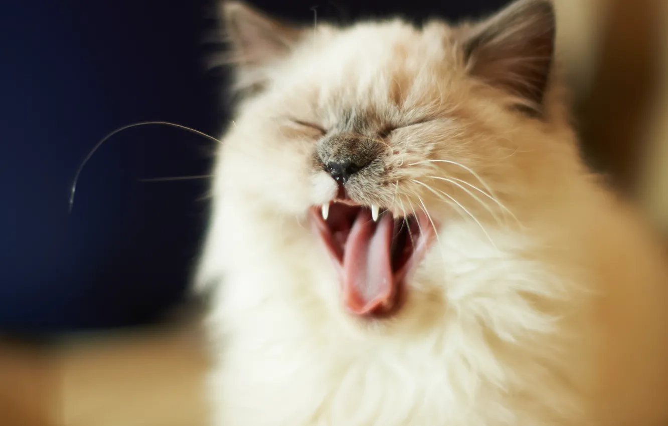 Photo wallpaper cat, mustache, face, mouth, fur, yawns