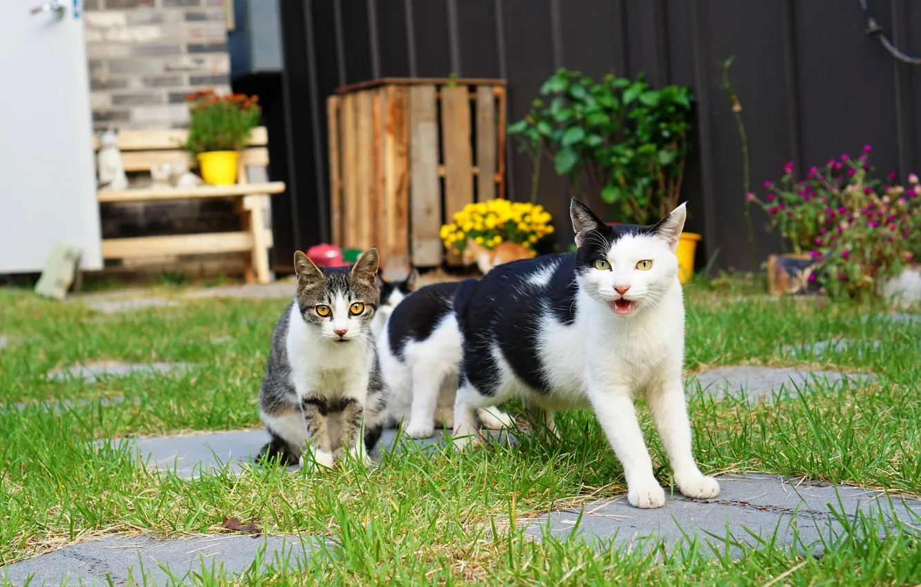 Photo wallpaper cat, summer, grass, cat, look, flowers, bench, pose