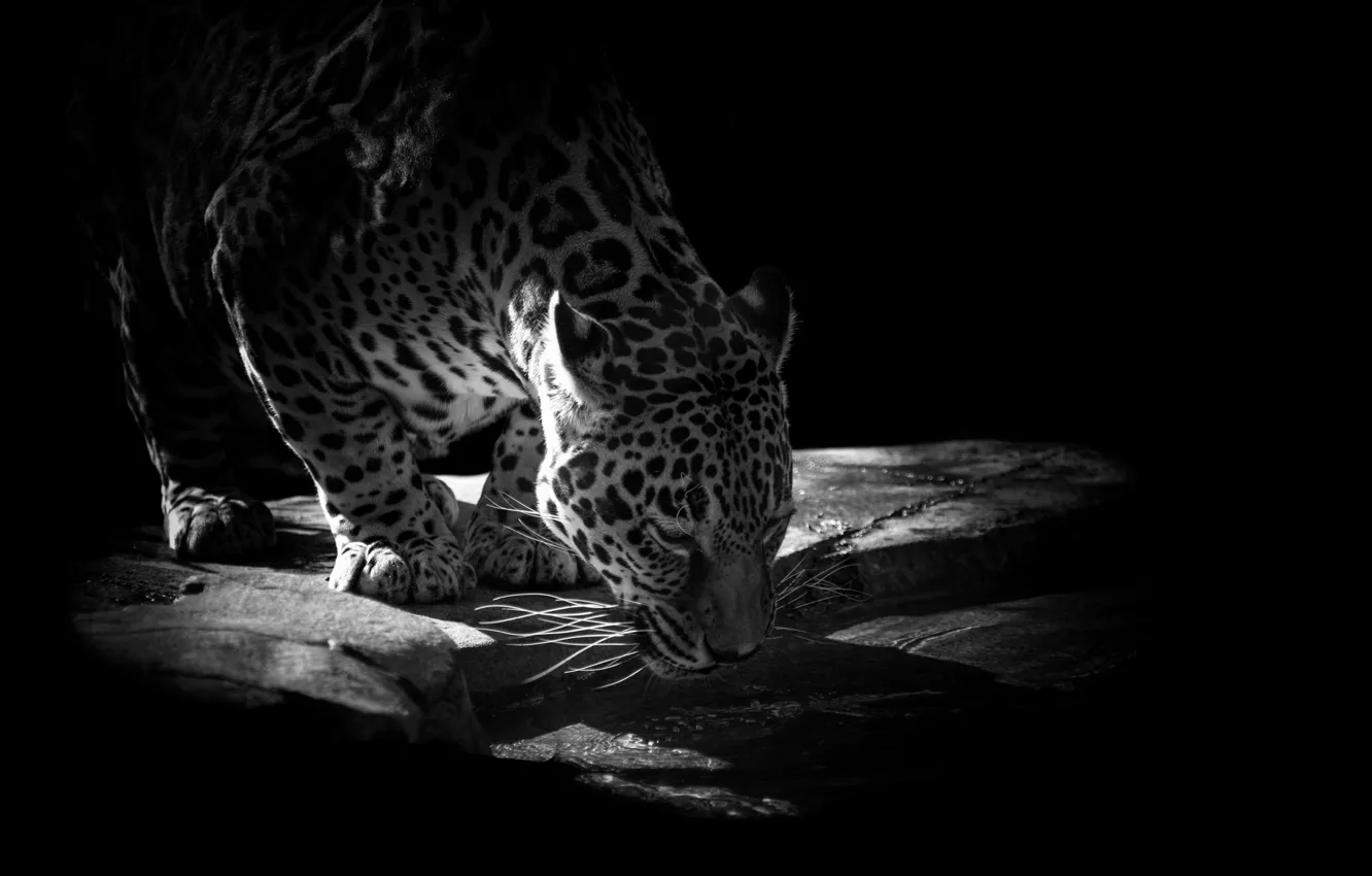 Photo wallpaper water, stones, animal, predator, Jaguar, drink, black background