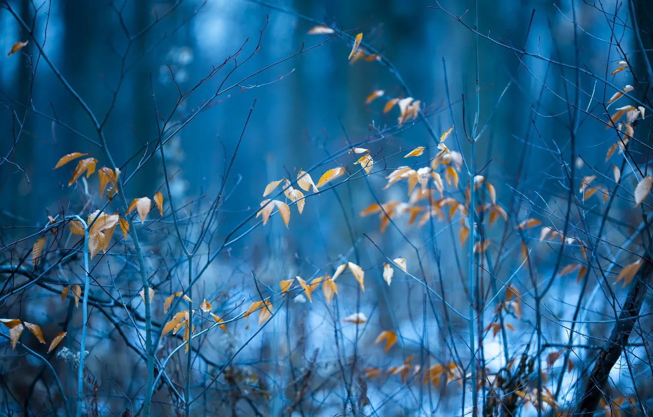 Photo wallpaper forest, nature, background