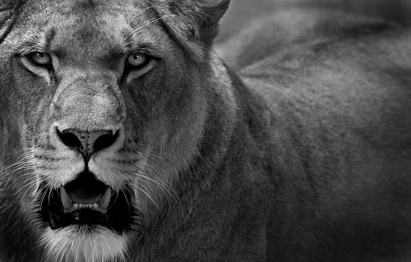 Photo wallpaper cat, predator, Leo, lioness, Predator, cat, lion, 1920x1200