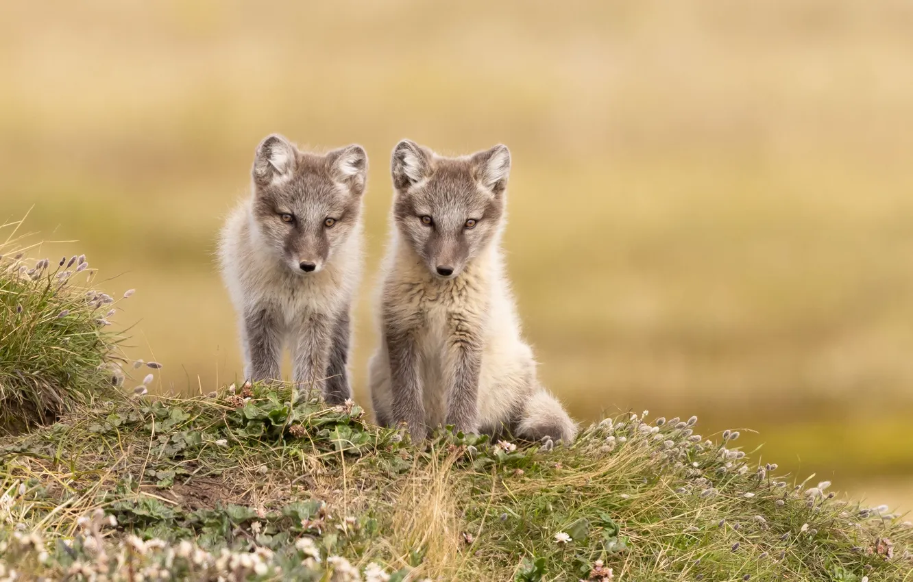 Photo wallpaper Fox, Fox, wildlife, Fox