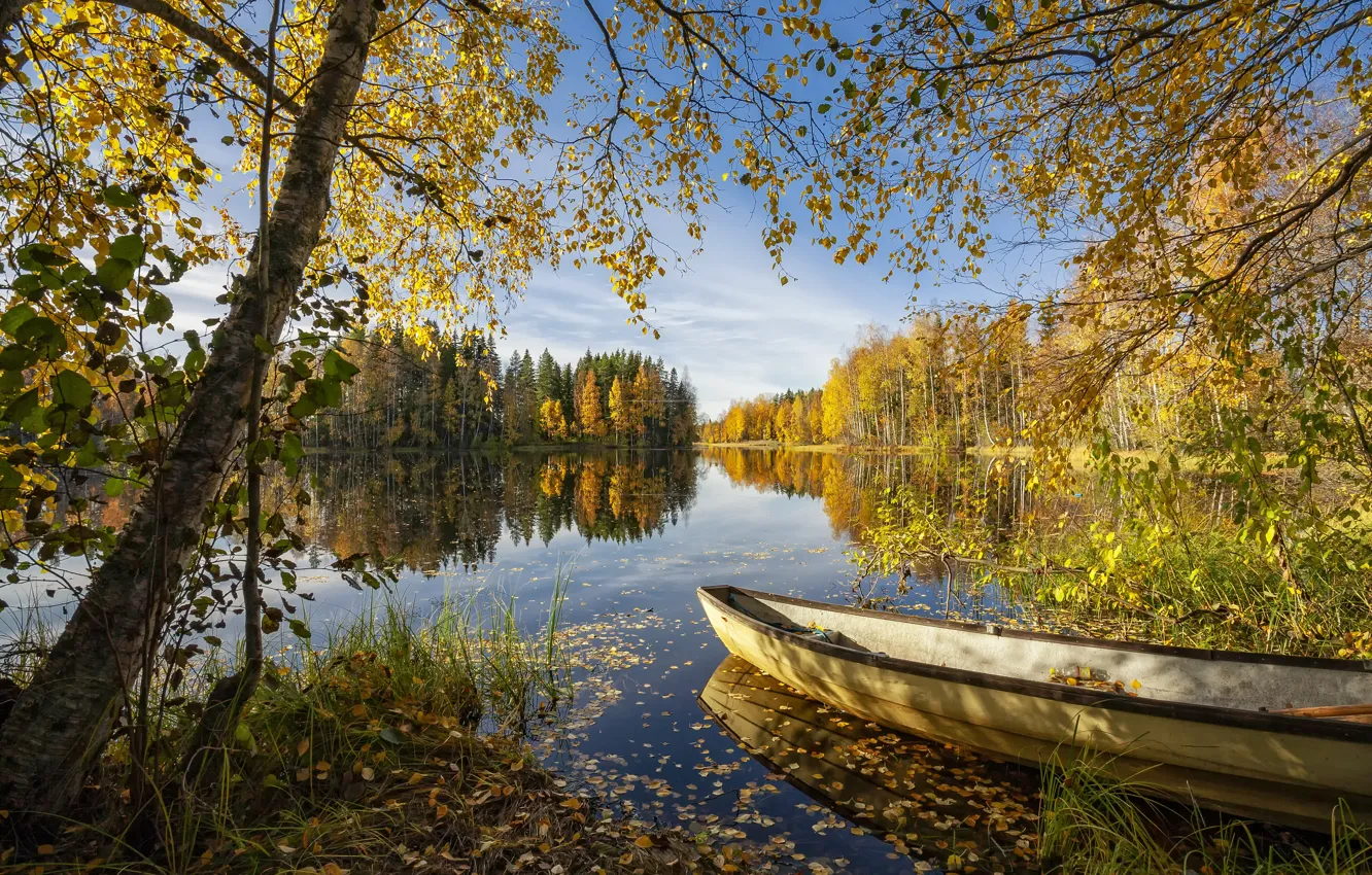 Photo wallpaper autumn, forest, the sky, grass, light, trees, branches, lake