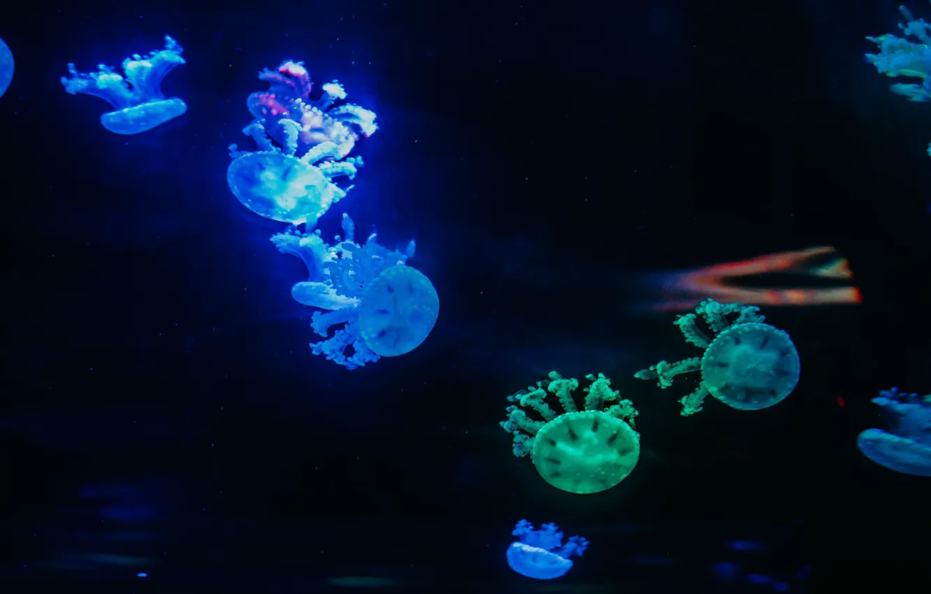 Photo wallpaper jellyfish, colorful, under water