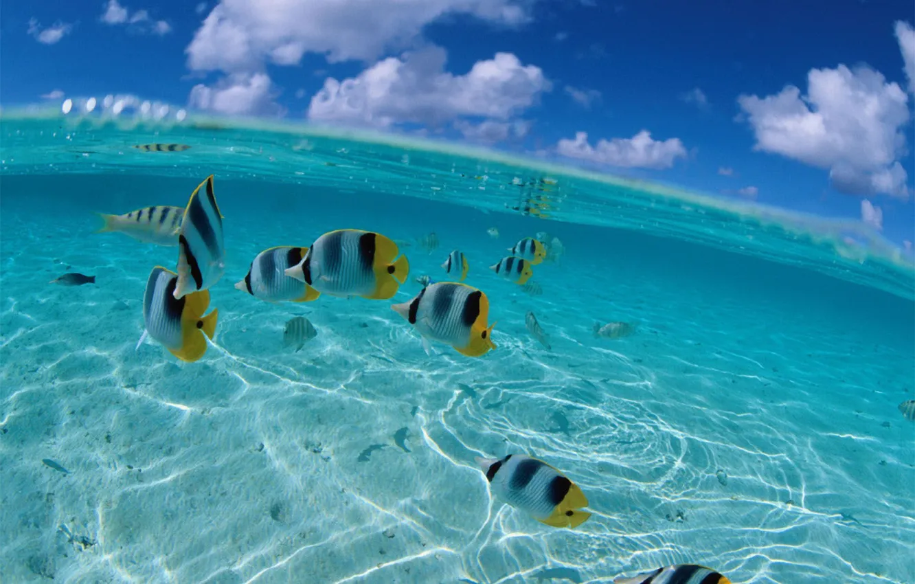 Photo wallpaper sea, the sky, fish