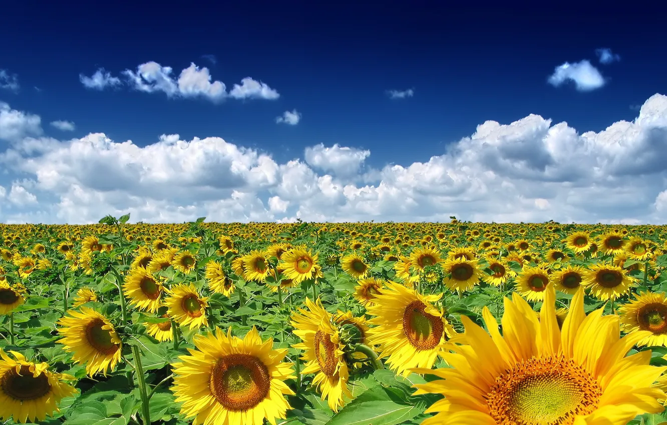 Photo wallpaper field, clouds, sunflowers