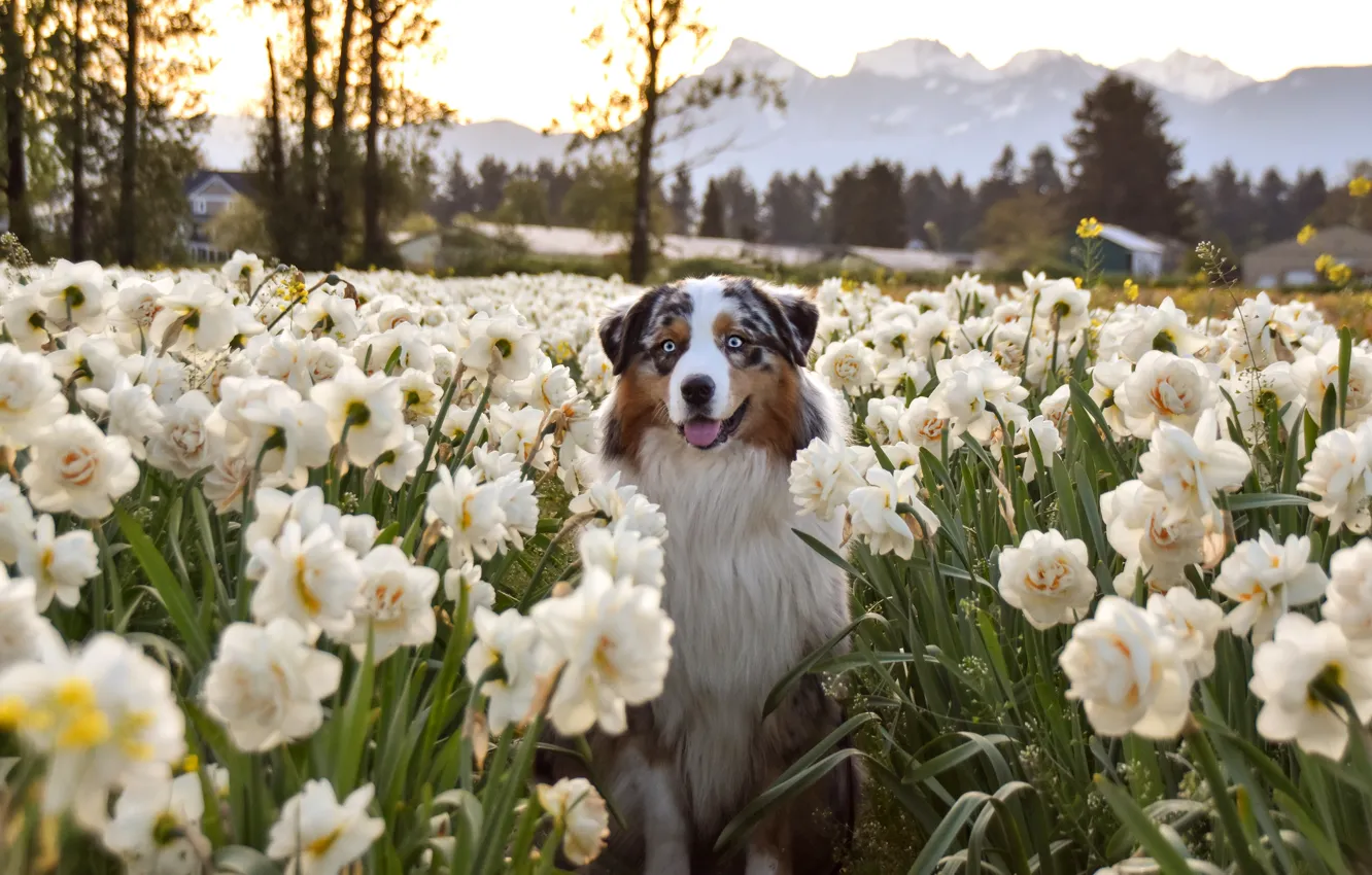 Photo wallpaper field, language, look, trees, flowers, mountains, pose, dog